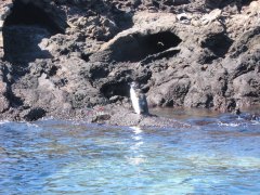 04-Galápagos Penguin